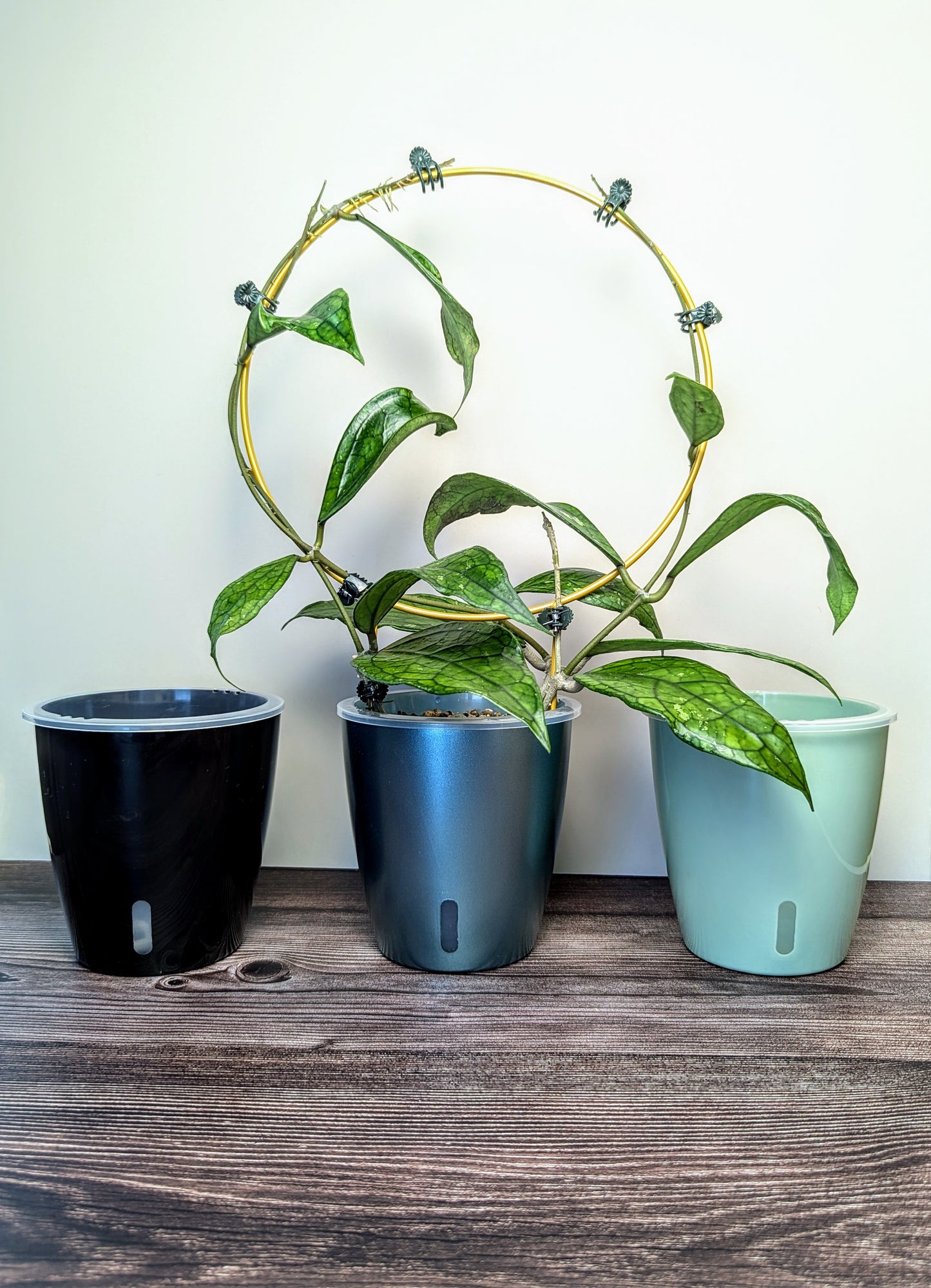 The Perfect Pot