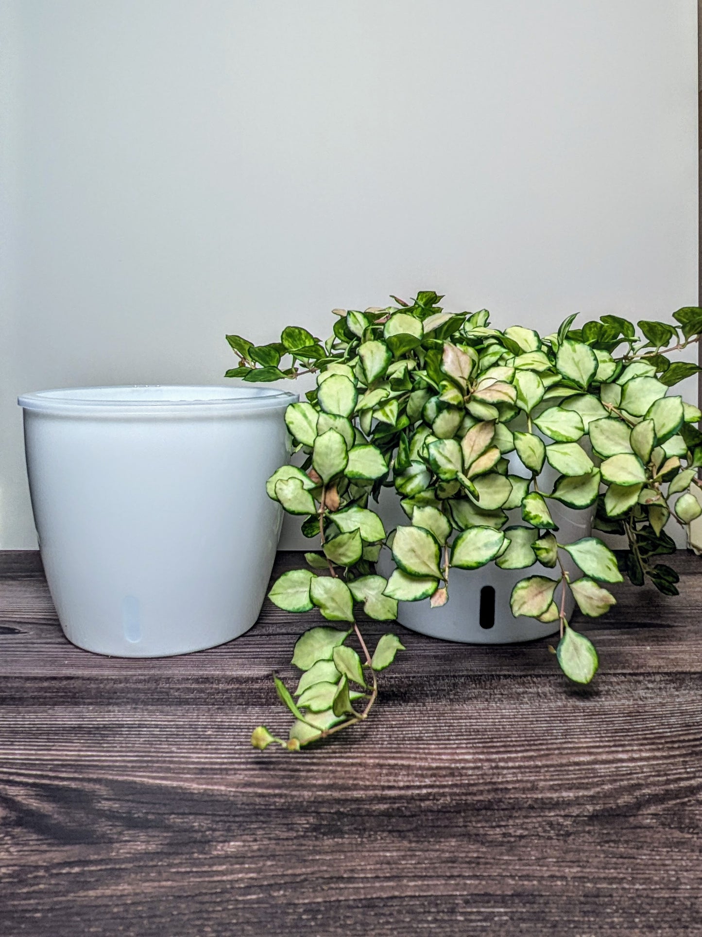 The Perfect Pot